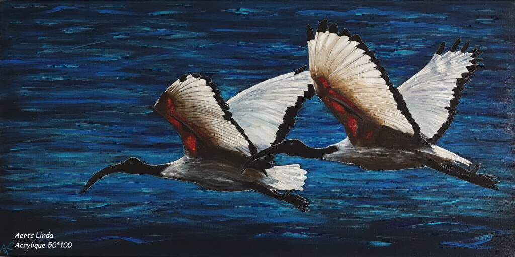 Ibis